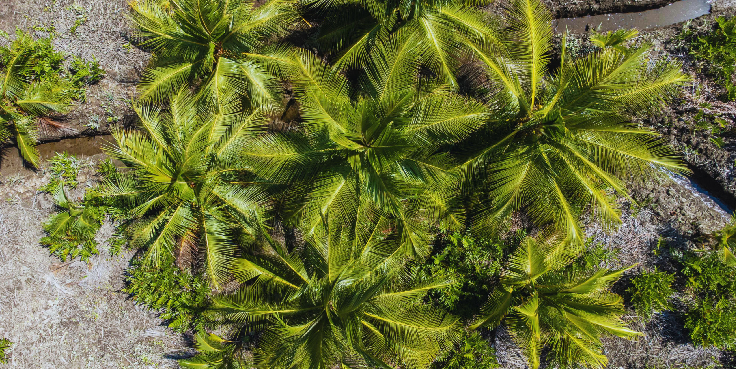 Red de Bioeconomía del Pacífico Colombiano: plataforma que articula diversos actores en la biodiversidad e identidad del territorio. VER MÁS
